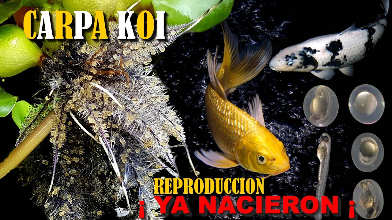 como REPRODUCIR carpa KOI  desde el dia 0 asta el dia 60