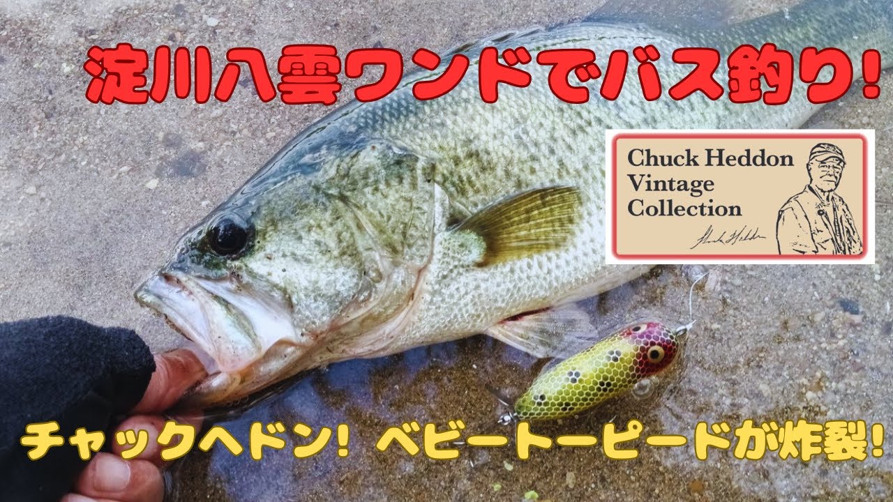【淀川バス釣り!】淀川八雲ワンドでチャックヘドン! ベビートーピードが炸裂!