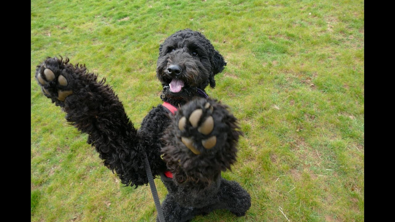 Callie - 11 month old Standard Poodle - 5 Weeks Residential Dog Training
