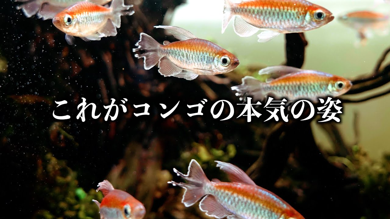 【このコンゴテトラを見てほしい】これまでずっと間違っていました