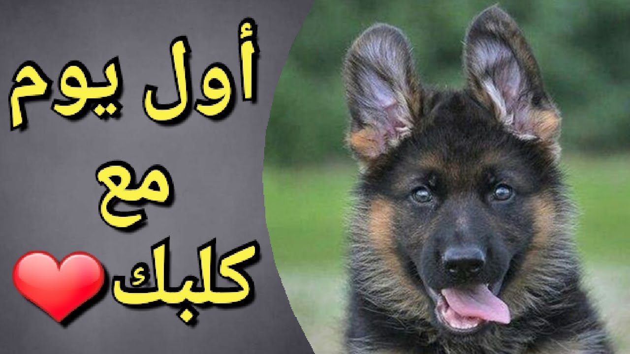كيف تتعامل مع كلبك في أول يوم ؟👍🐶 DOG / Comment se comporter avec son chien le 1er jour