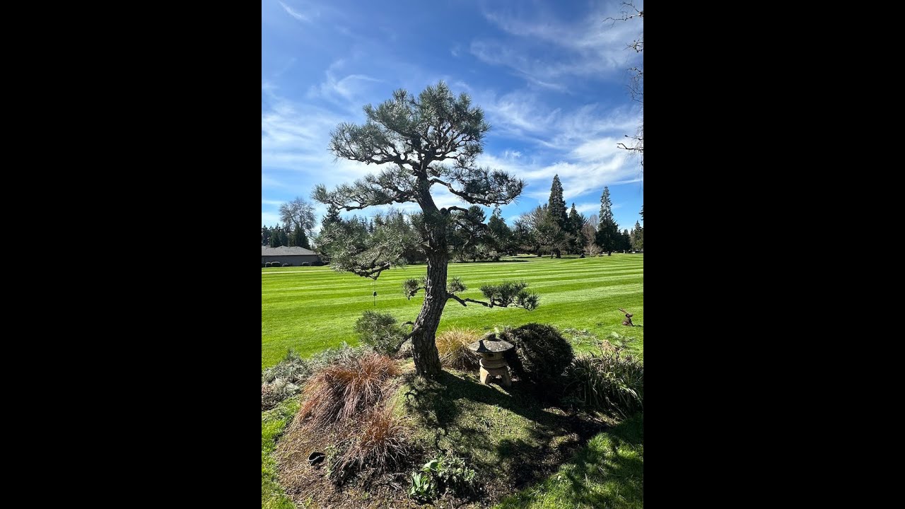 A Hoichi Kurisu Pine Pruned Niwaki  Style