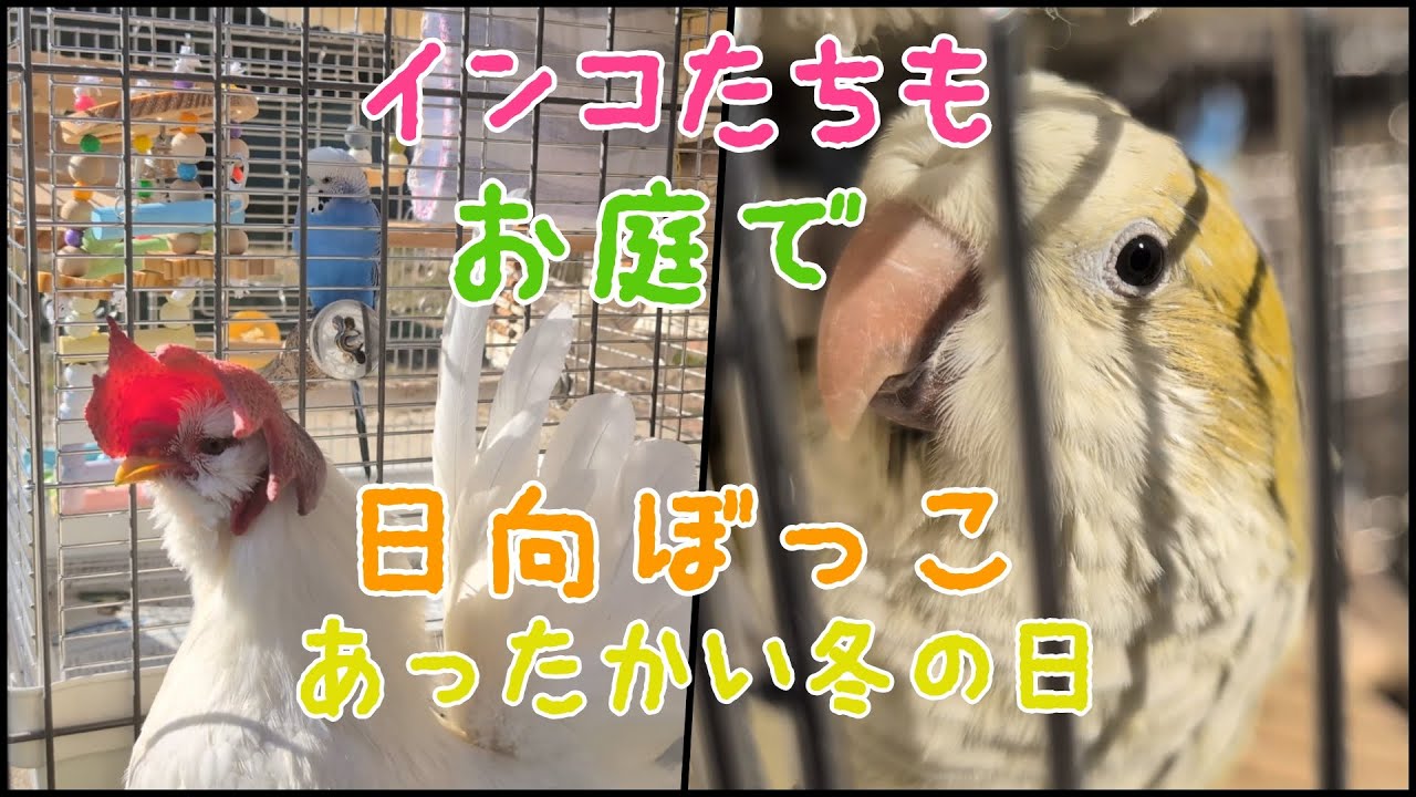 インコたちもお庭で日向ぼっこ