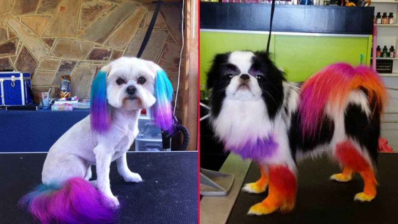 Unboxing Video for OPAWZ Pet Hair Dyes and Pet Hair Shampoo