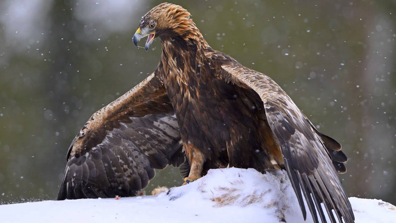 Golden Eagles (Aquila chrysaetos) hide photography - february 2014