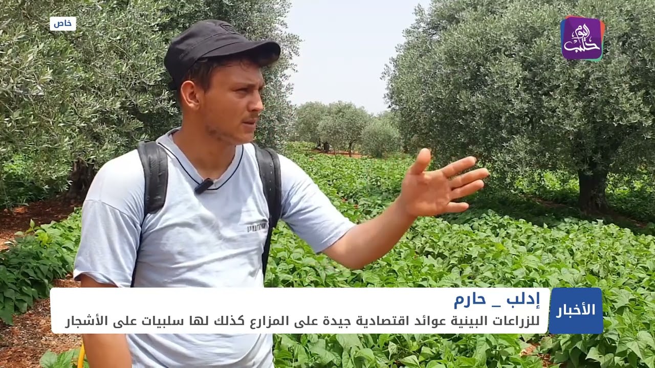 الزراعات البينية تزداد انتشاراً بمنطقة حارم شمال غربي إدلب