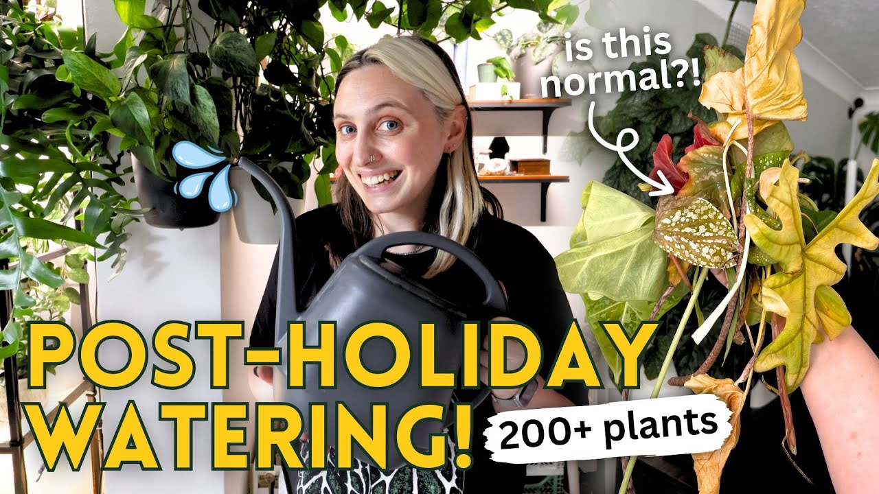 Post Holiday Watering Routine 💦🪴 200+ Plants & What's Normal After 2 Weeks Away