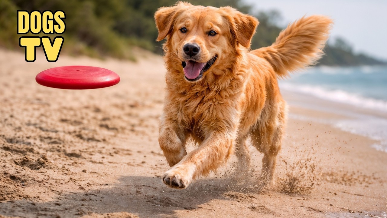 24/7 DOG TV: All-day Videos & Music Entertainment for Dogs Left Home Alone • Calm Dogs TV