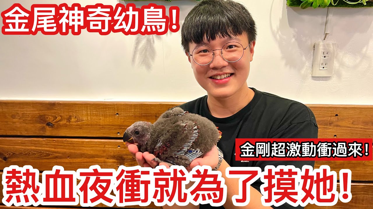 鳥寶寶！臨時夜衝只為摸到神奇的幼鳥！「超驚訝」金剛寶寶竟學會衝過來找爸爸了！【鸚鵡小木屋】