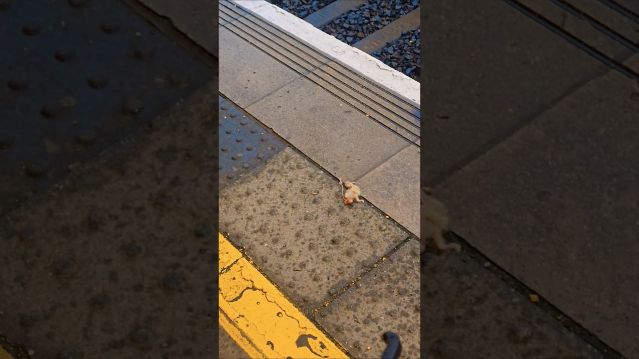 pigeons in cardiff train station, wales, uk 