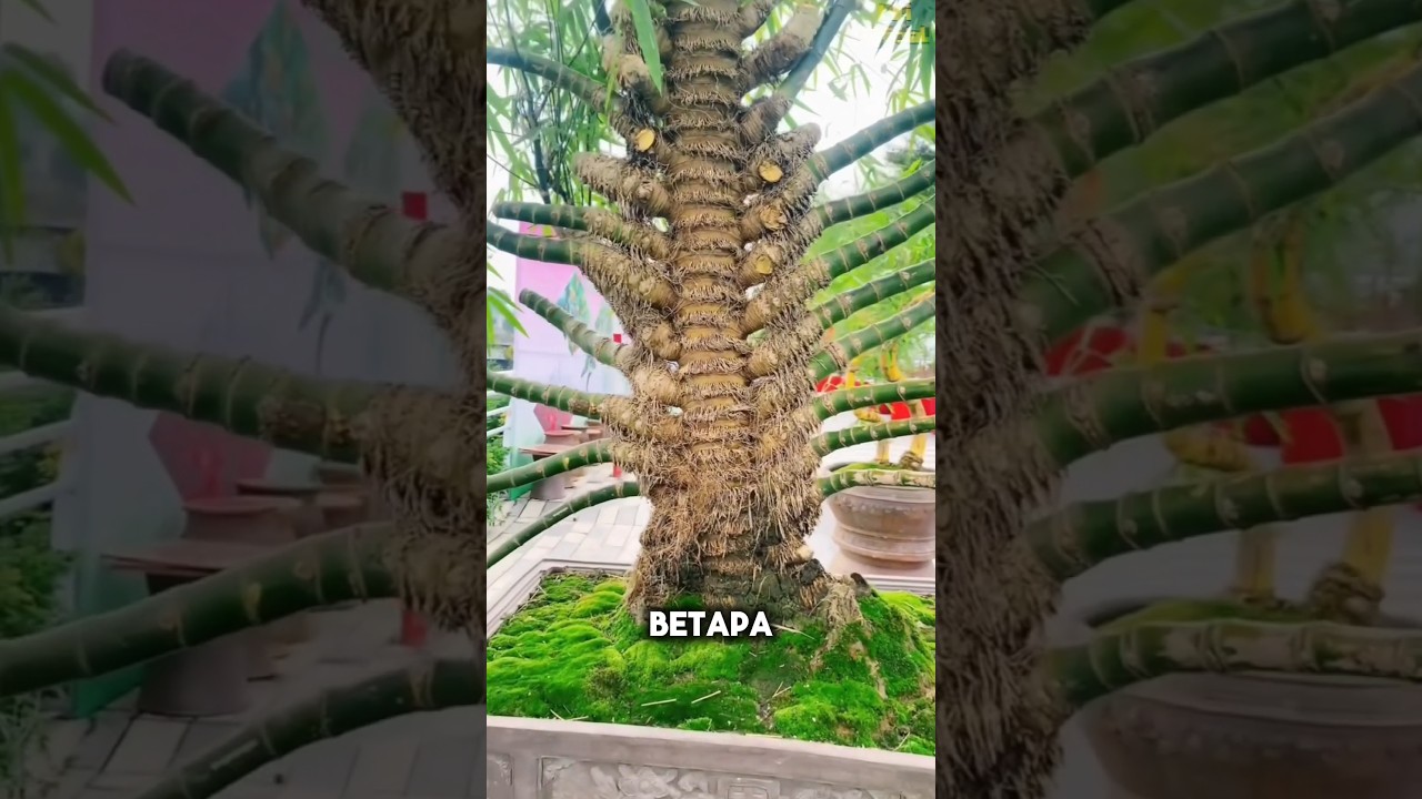 Eksplorasi Keunikan Bonsai Bambu dengan Ranting Terbanyak #shorts