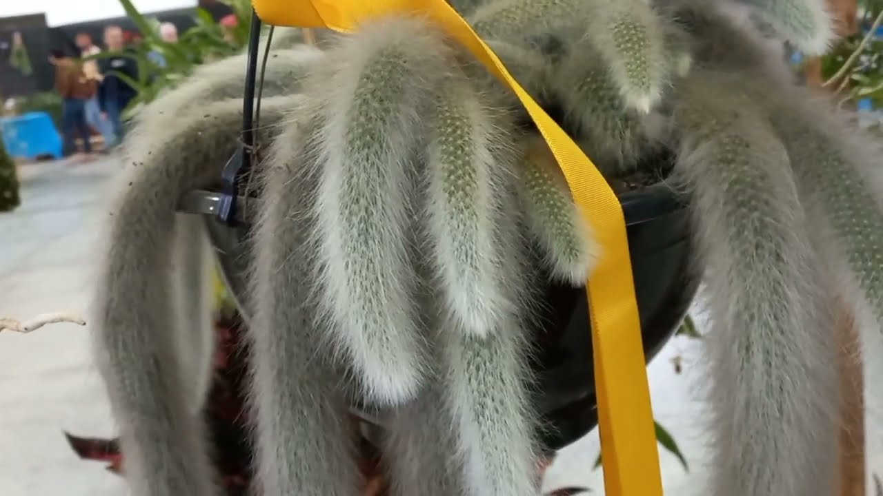 ESTES CACTOS RABO DE MACACO FORAM OS CAMPE&Atilde;O EM MA EXPOSI&Ccedil;&Atilde;O EM PRIMEIRO E SEGUNDO LUGARES .