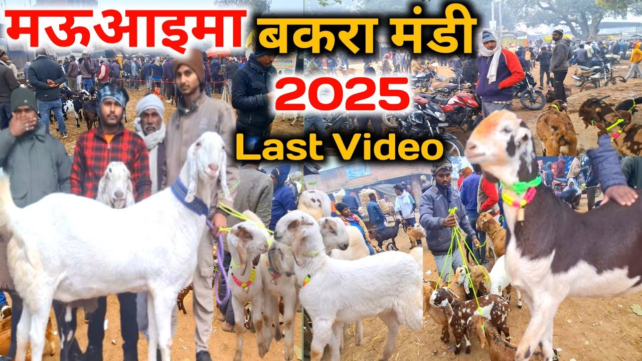 मऊआइमा बकरा मंडी |31 Dec 25 |Mauaima bakra mandi Praygraj UP live Update 