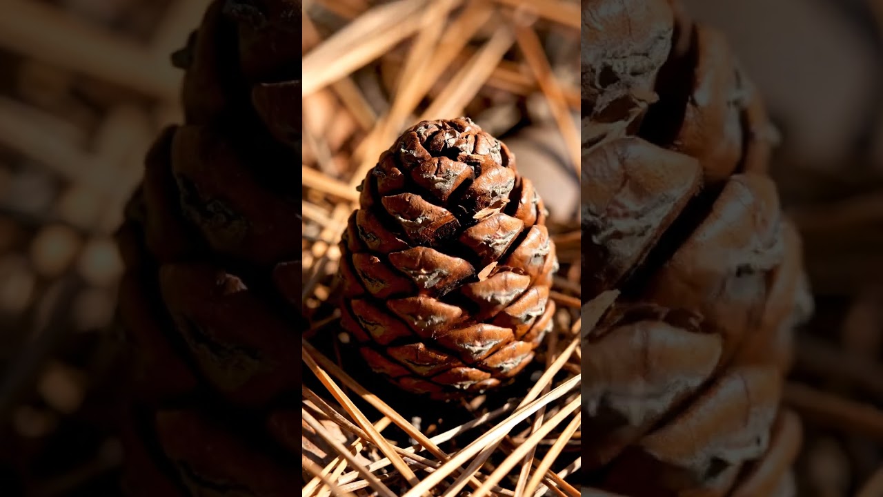 Pinecone Crack | Satisfying Nature Crunch ASMR | Relaxing Forest Sounds for Calm, Focus & Sleep