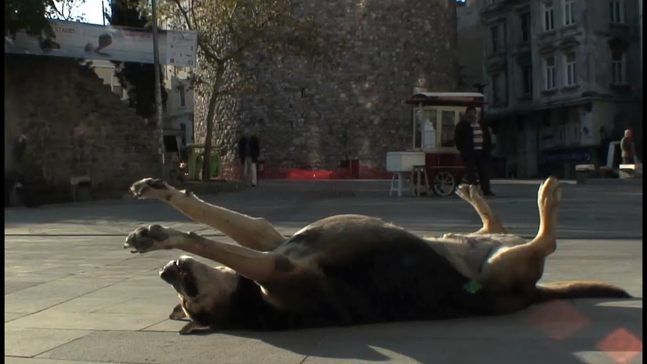 Trailer: TAŞKAFA, Stories of the Street I TAŞKAFA, BİR SOKAK HİKÂYESİ (2013, Andrea Luka Zimmerman)
