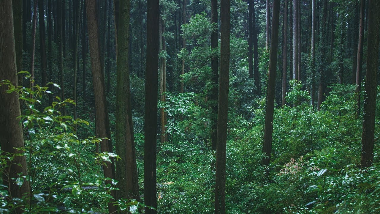 Become Instantly Relaxed with THIS ONE HOUR of Calming Rainforest Sounds!