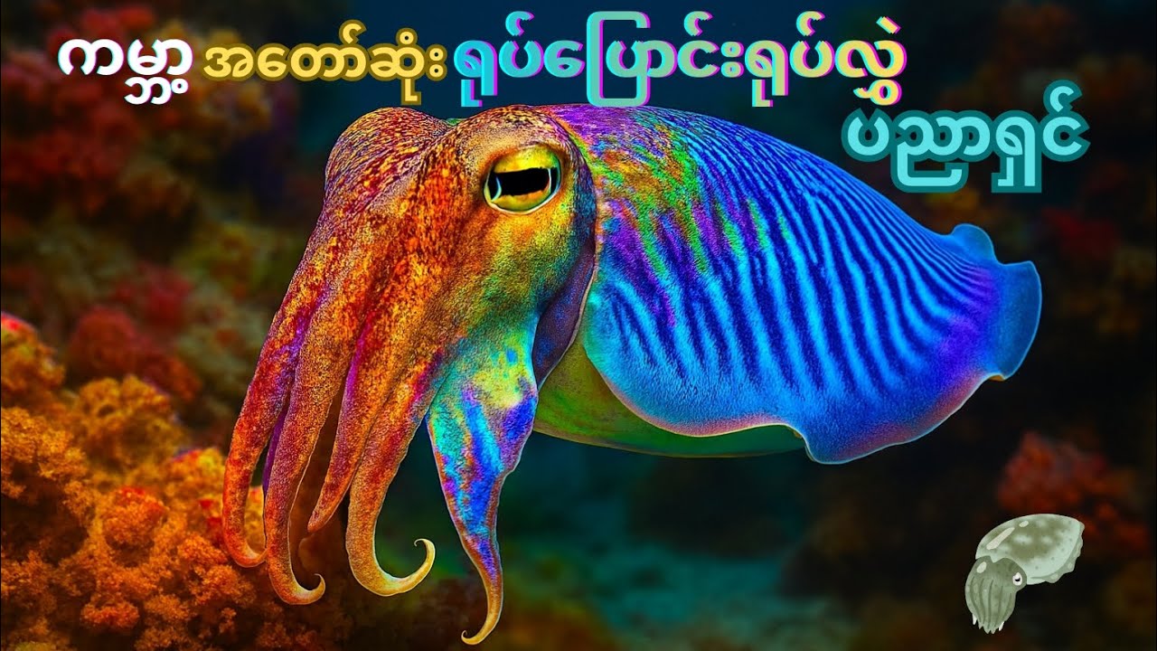 ကမ္ဘာ့အတော်ဆုံးရုပ်ပြောင်းရုပ်လွှဲလုပ်နိုင်တဲ့သတ္တဝါ