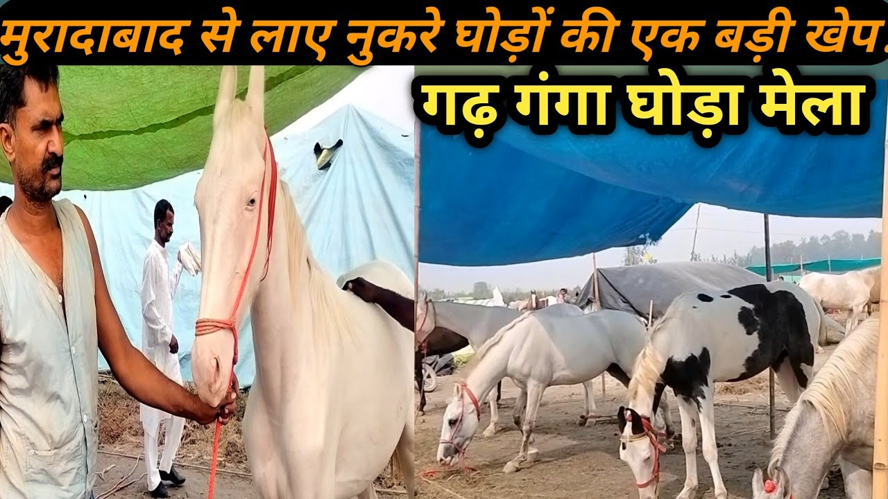 अबरार भाई नुकरे घोड़ों के साथ गढ़ गंगा मेला।grah ganga mela 2025