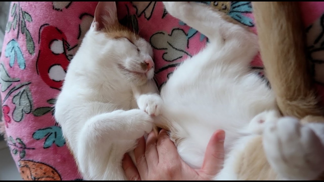 Котенок в животе – это не ловушка.