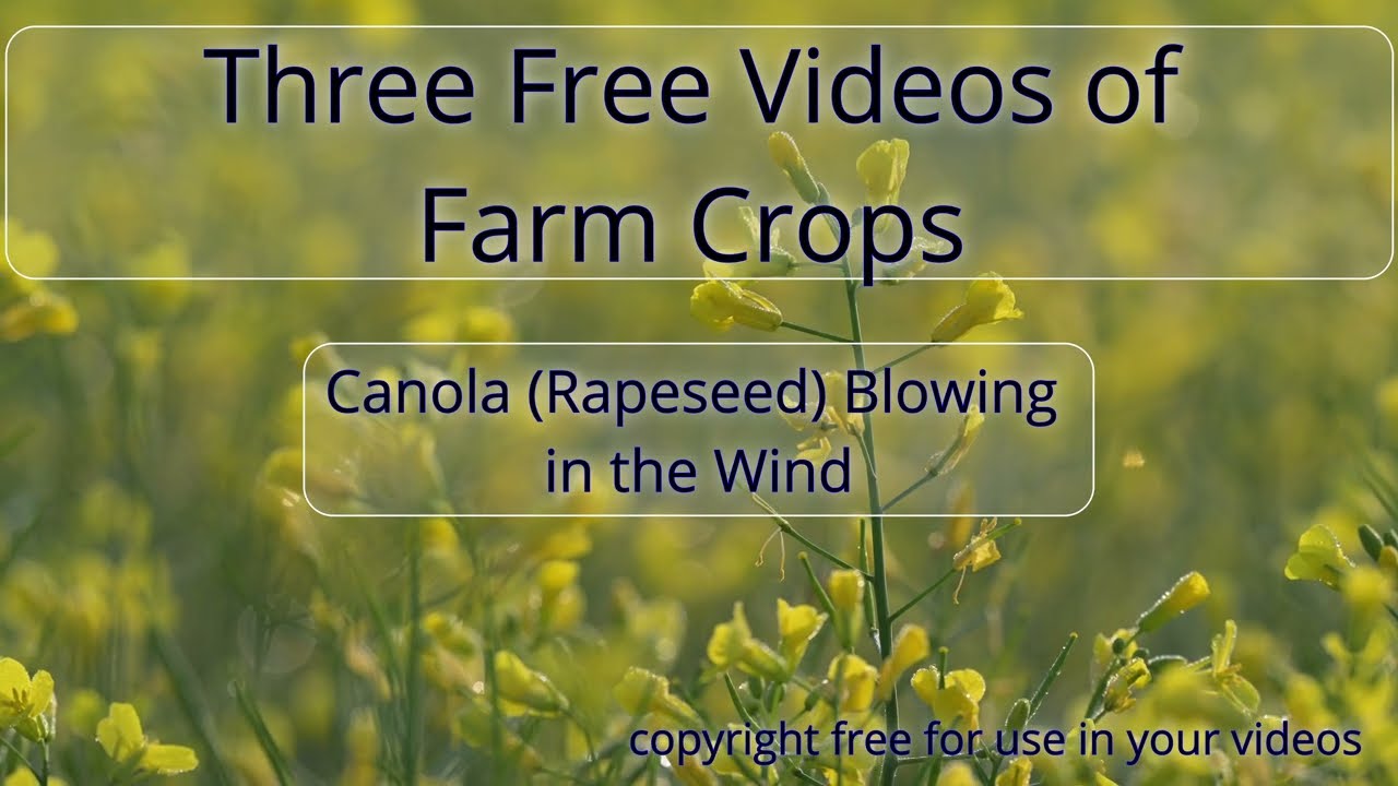 Stunning free 4K nature videos of bright yellow Canola or Rapeseed flowers moving as the wind blows