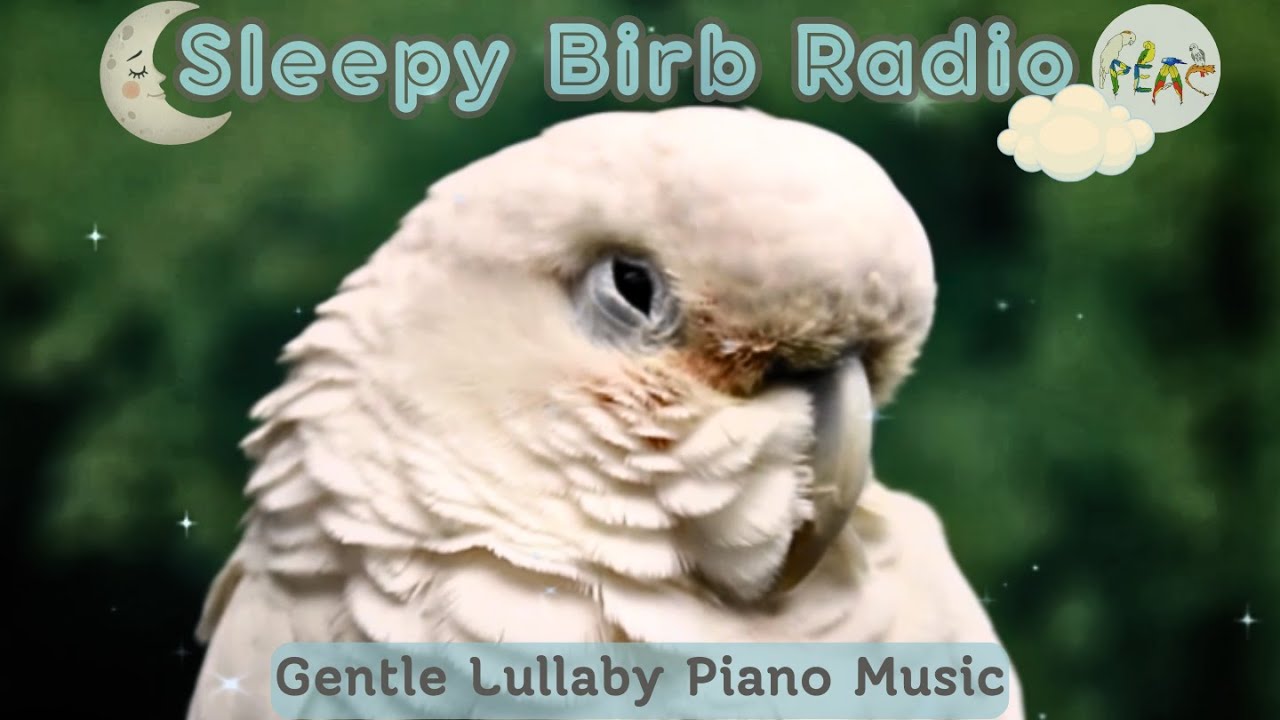 Sleepy Birb Radio🌿Calm Lullaby Piano Music/Peaceful Nature Sounds for Birds🌙 Bird Room TV🪶
