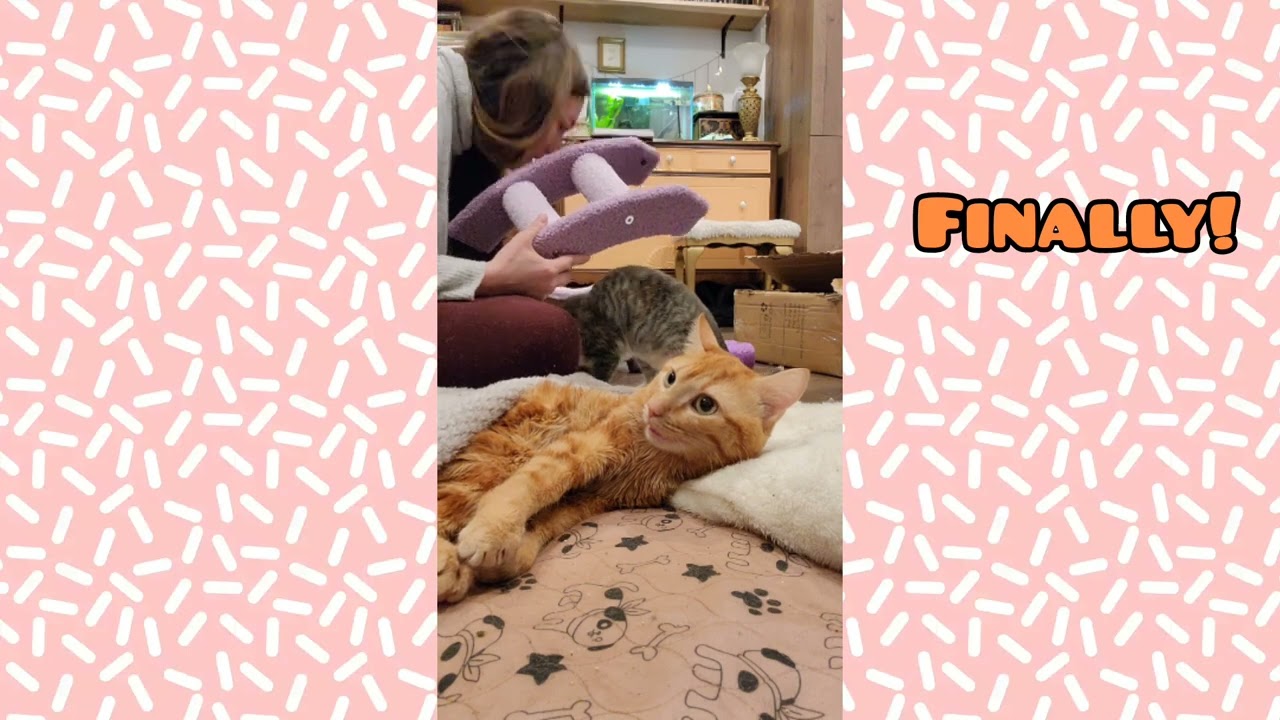 Butters the CH Kitten - Putting together an AMAZING cat tree!!