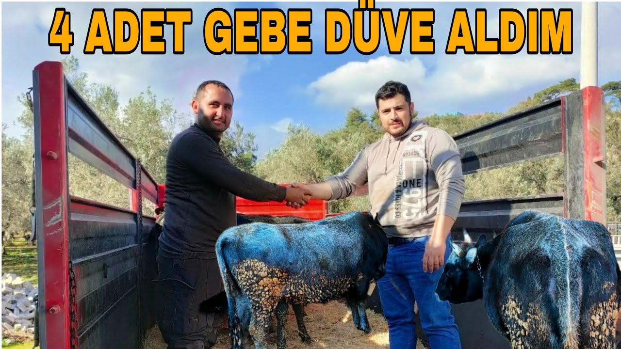 4 ADET BOZ IRK GEBE DÜVE ALDIM~YENİ SİSTEME GEÇİŞ YAPIYORUM