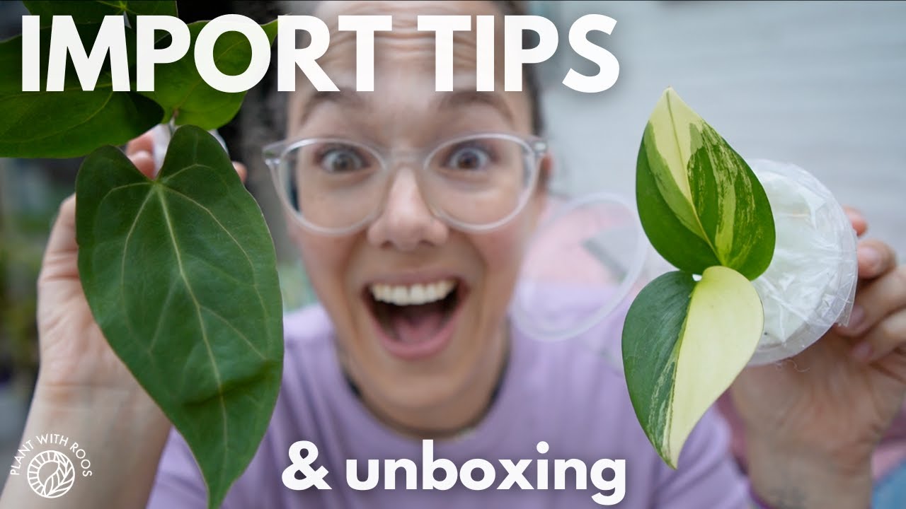 Import tips and unboxing (aroids) | Plant with Roos