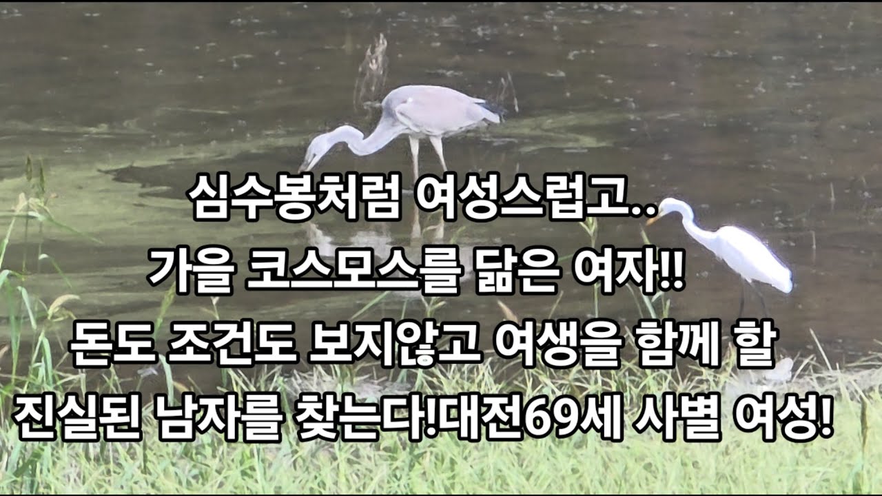 심수봉처럼 여성스럽고..가을 코스모스를 닮은 여자!! 돈도 조건도 보지않고 여생을 함께 할 진실된 남자를 찾는다!대전69세 사별 여성!#재혼#사별#이혼#은퇴
