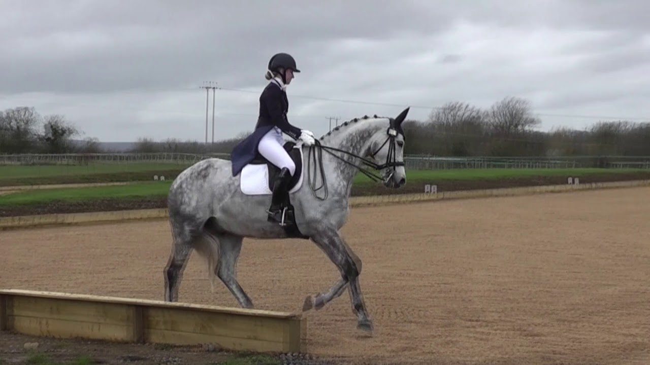 BD Advanced 101 Rachel Lade Royal Diamont