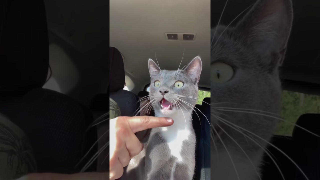 Is my cat acting&hellip; weird, or is this normal?🤣🙀
