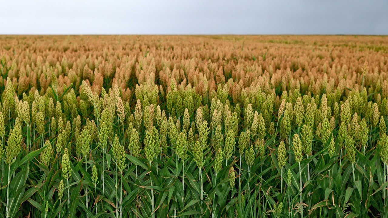 ज्वार की खेती | Jowar ki kheti kaise karen | sorghum farming | A to Z जानकारी