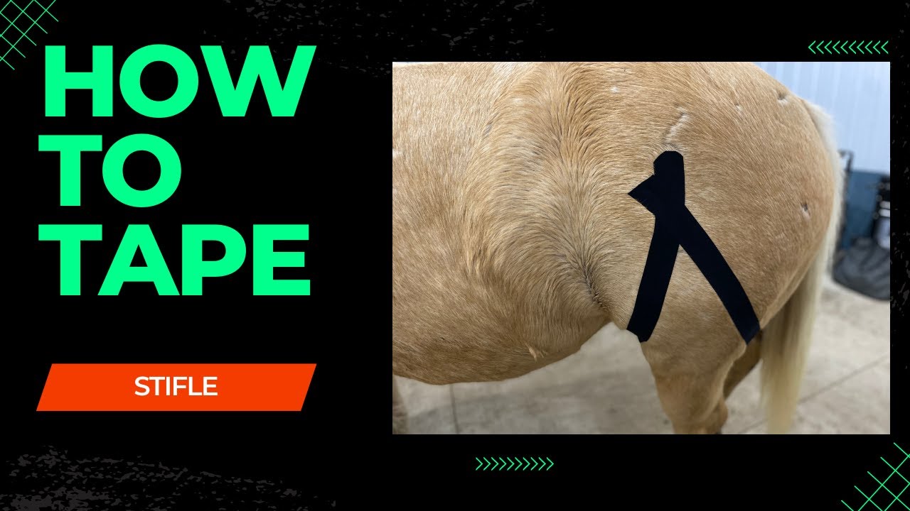 Equine Rock Tape - Stifle Taping 101