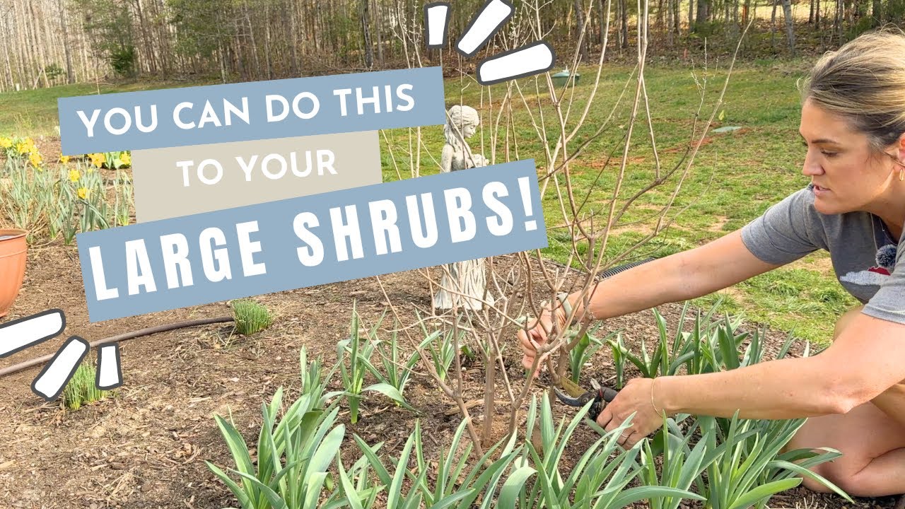 You can turn a SHRUB into a TREE! 🌳Vitex / Chaste Tree Growing Info + Pruning into a tree form 🌳👩🏻‍🌾