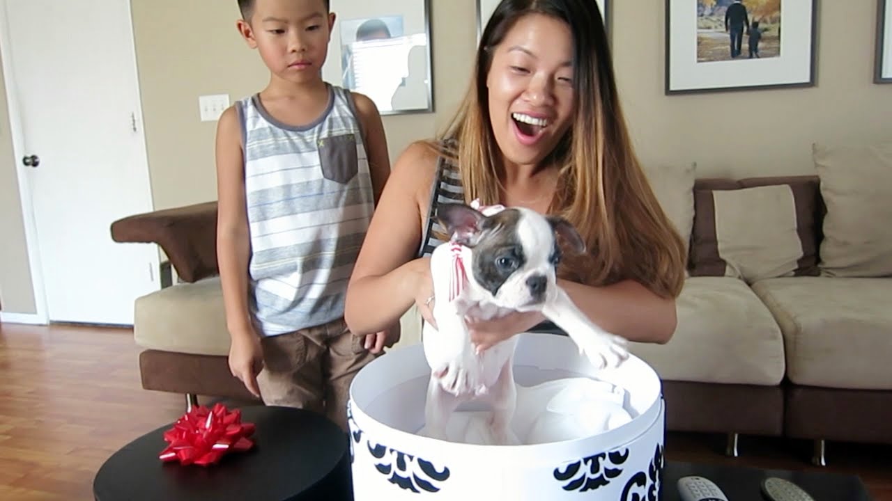 Brother Surprises Sister With French Bulldog Puppy
