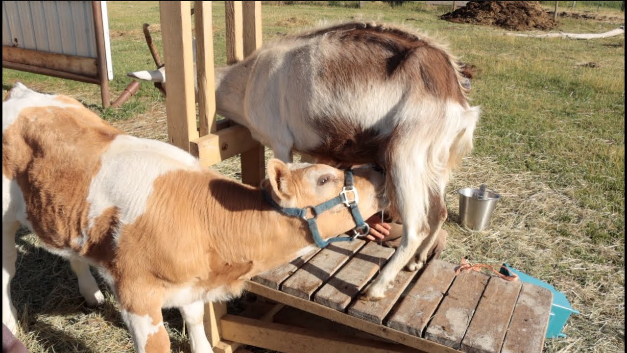 Rolo the CALF drinks from a GOAT