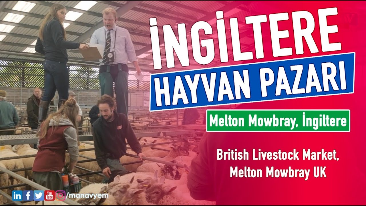 İngiltere Hayvan Pazarı | British Livestock Market, Melton Mowbray UK
