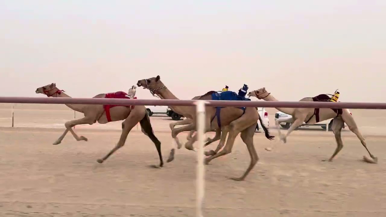الشوط الثالث