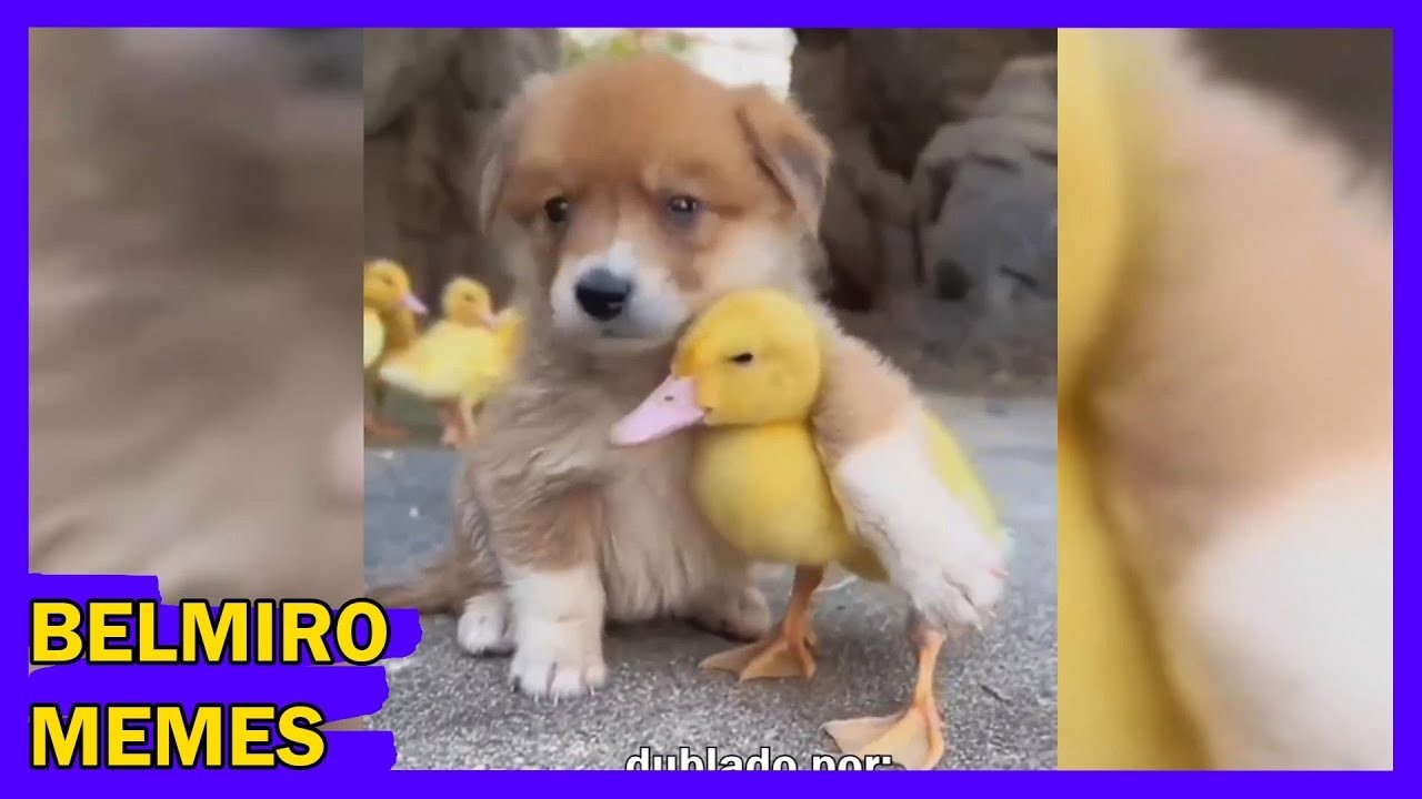 Belmiro Memes: Dublagens de animais engraçados - Episódio 635