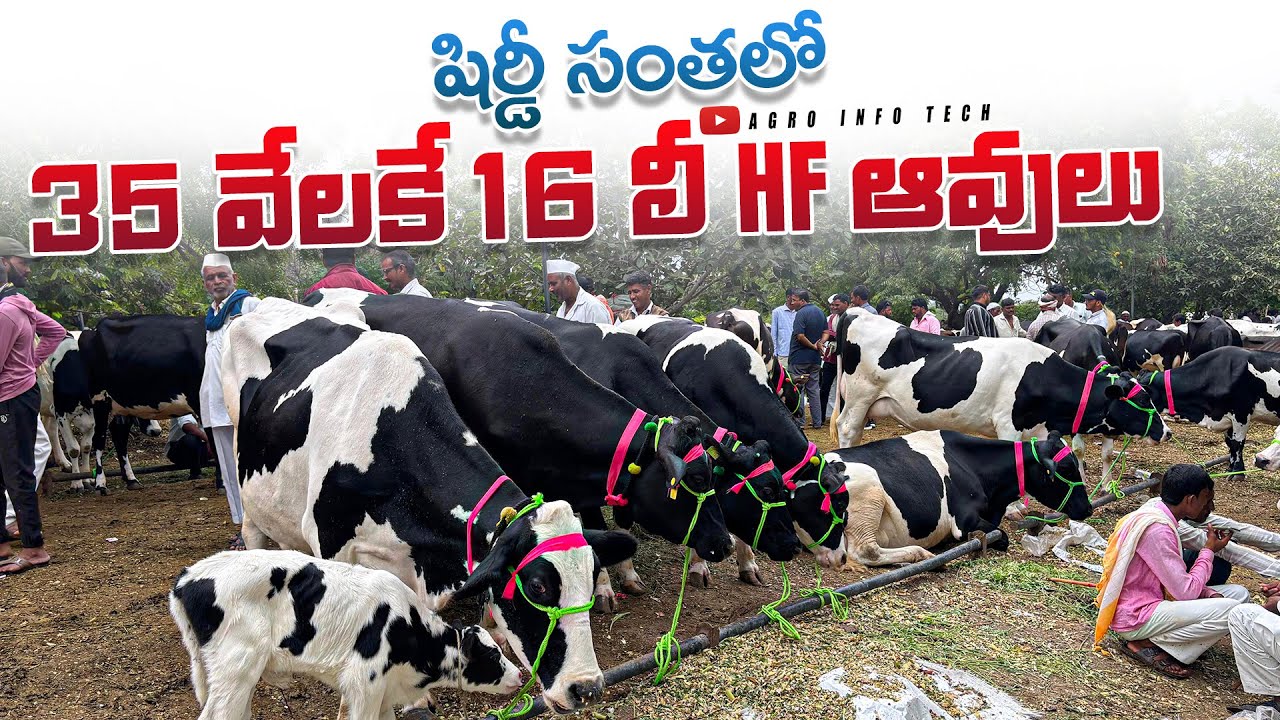 షిర్డీ సంతలో 35 వేలకే 16 లీ HF ఆవులు || Wednesday Cow market in Loni