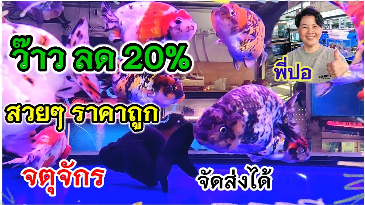ว๊าว ลด 20% ปลาสวยๆ ราคาถูก รับประกันความพอใจ ร้านเอกวัฒน์นันทกุลฟาร์ม จตุจักร จัดส่งได้