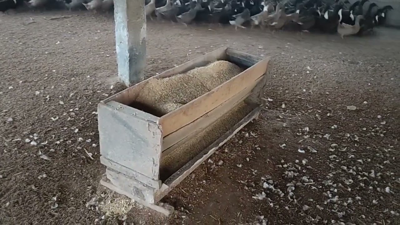 Paano magcondition ng bagong sampang itik? Tips para makatipid!!!
