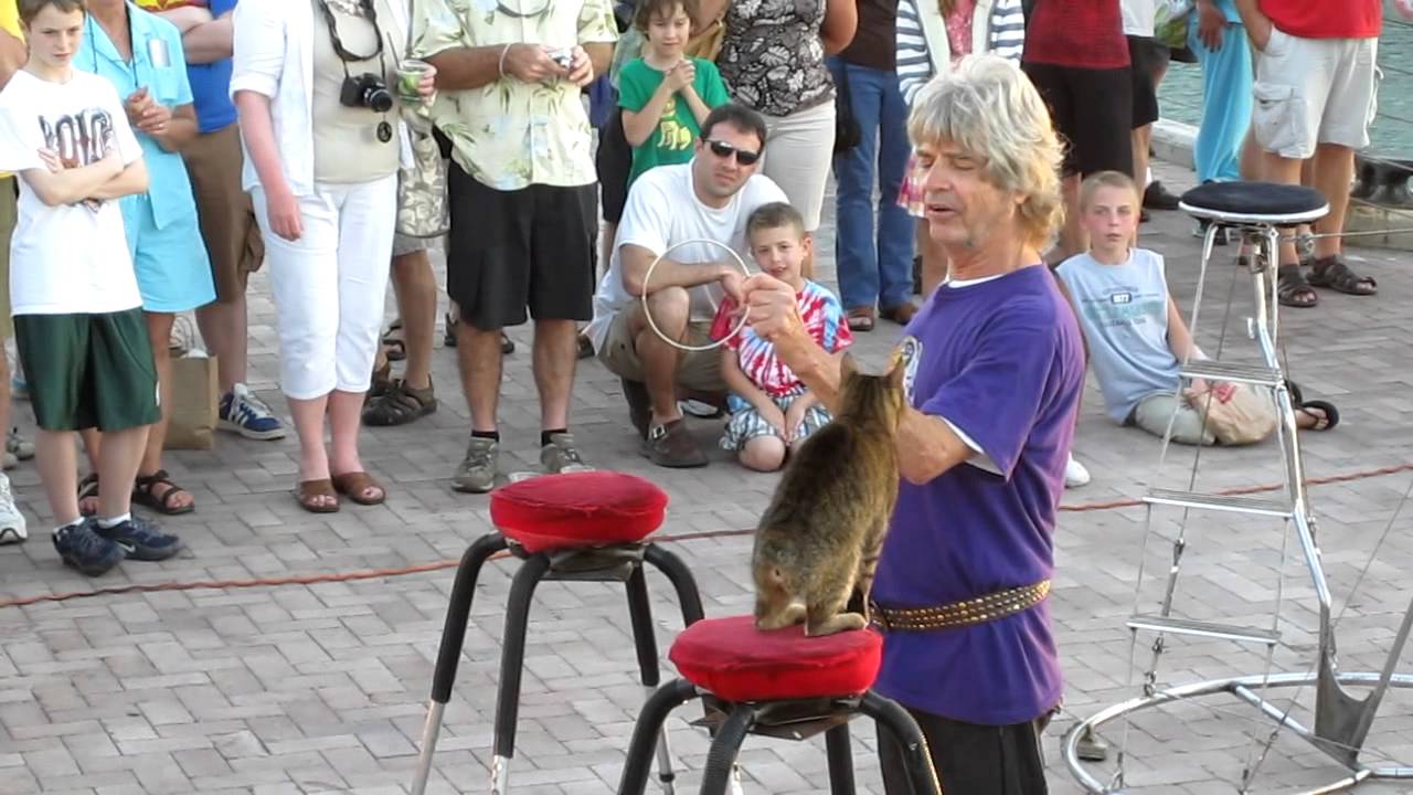 The Cat Man of Mallory Square