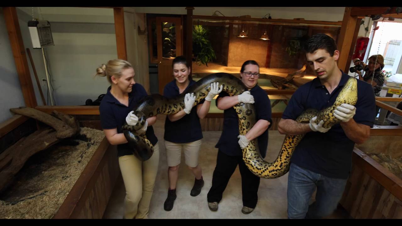 Green Anaconda | The Reptile Zoo