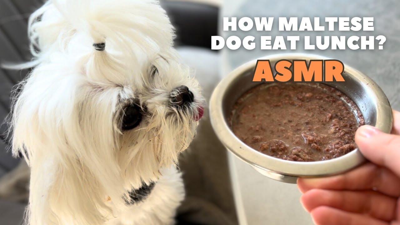 Maltese Dog Lunch ASMR| Dog Eat Food ASMR