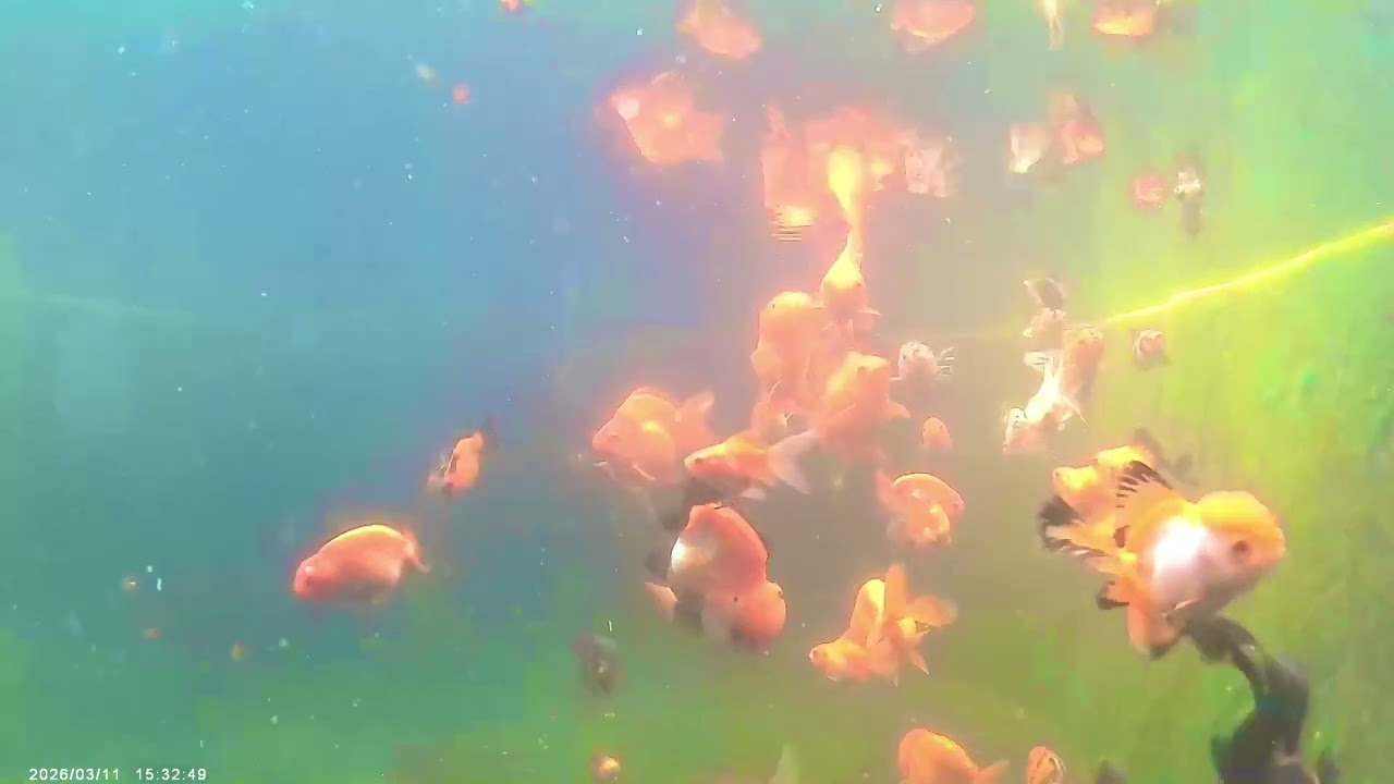 ดำน้ำดูน้องๆกันบ้าง#ปลาทอง #goldfish 
