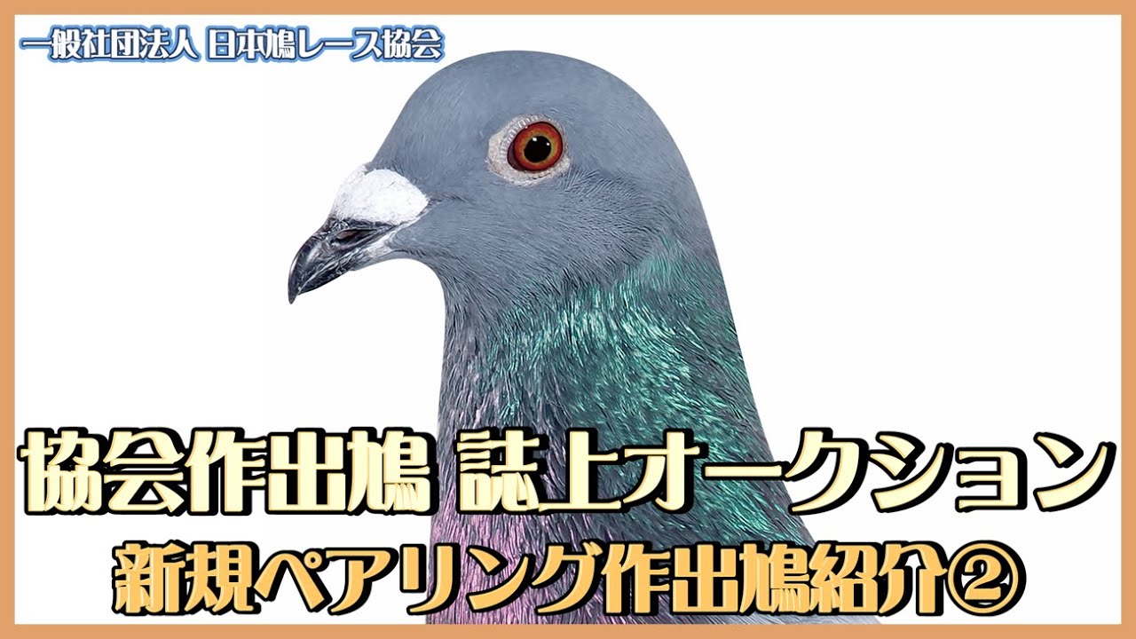 協会作出鳩 誌上オークション 新規ペアリング紹介②