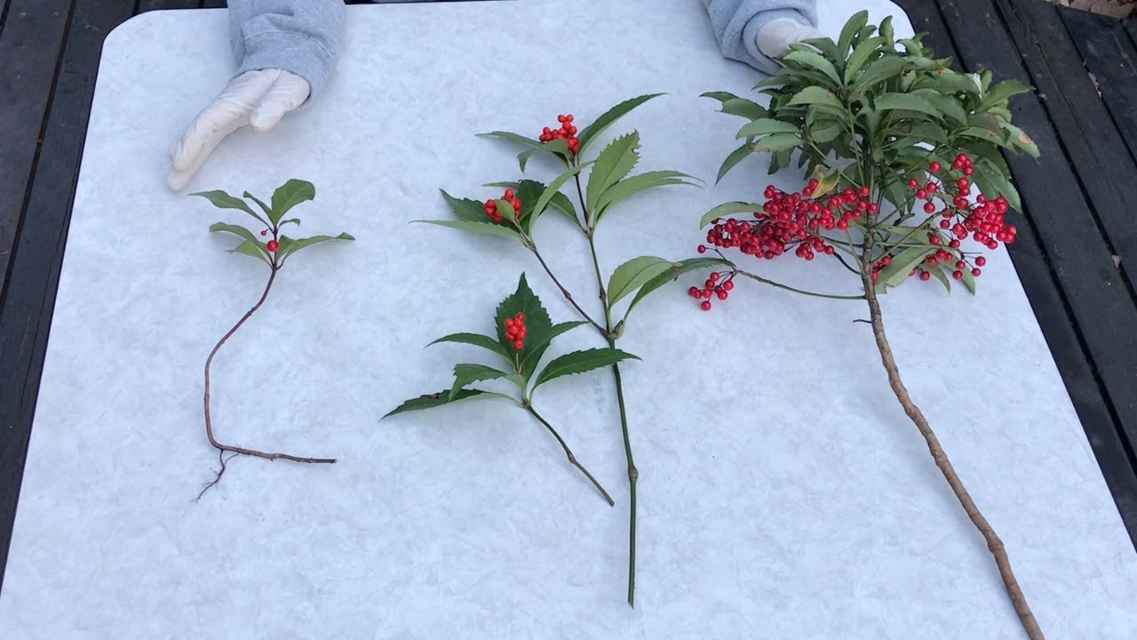 万両 千両 十両の見分け方　赤い実がなる縁起の良い植物 どこが違う？