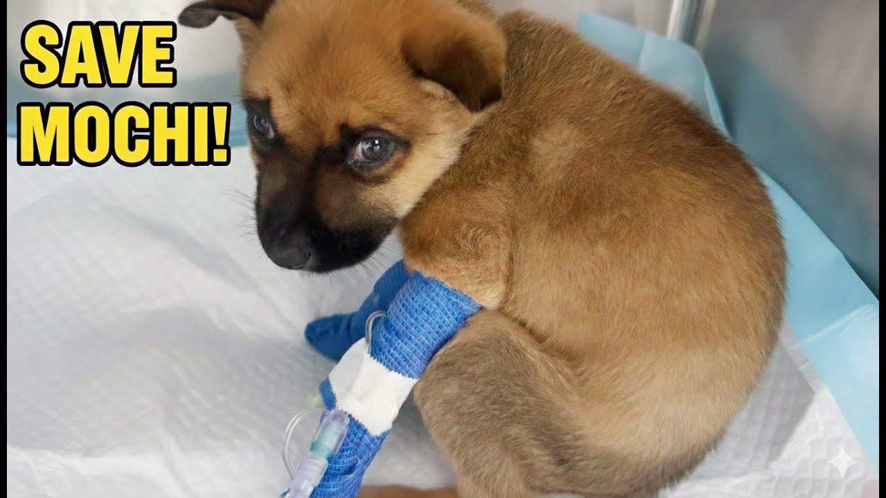 URGENT: This 8-Week-Old Puppy Is Fighting For His LIFE—After Being Left To Die In The Desert
