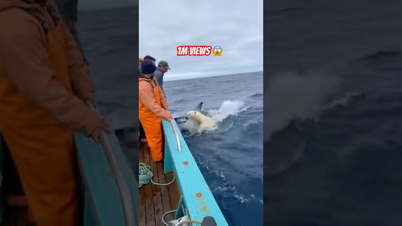 Белый медведь запрыгнул на нашу рыбацкую лодку, спасаясь от акулы! 😱🐻‍❄️🌊